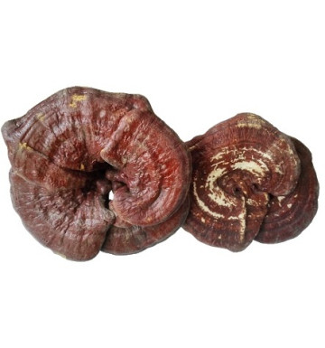 Тибетский гриб линчжи целый 50 гр