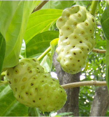 Лечебный чай из сушеных нони 75 гр